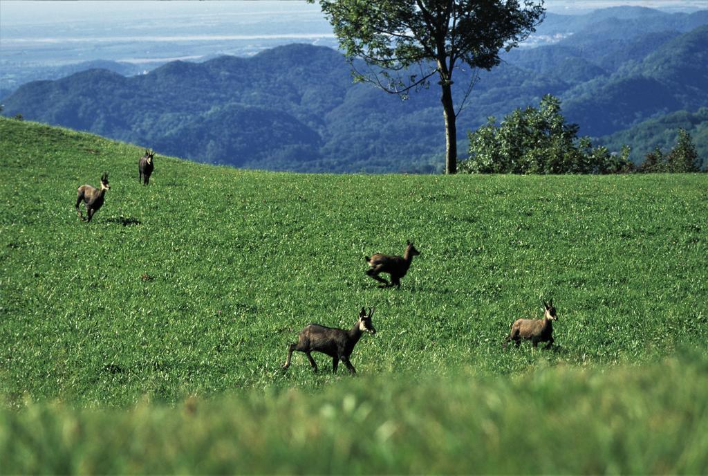 Baita Tana Da L'Ors Villa Forgaria nel Friuli Kültér fotó