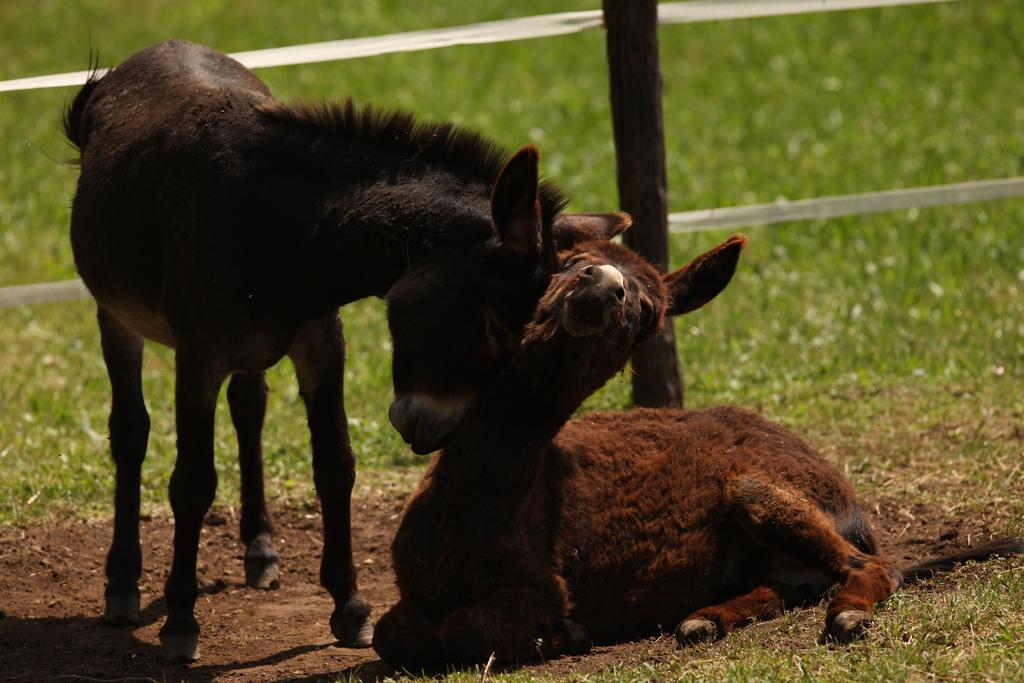 Baita Tana Da L'Ors Villa Forgaria nel Friuli Kültér fotó