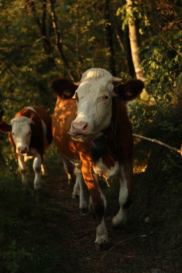 Baita Tana Da L'Ors Forgaria nel Friuli Kültér fotó
